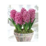 Pembe Kokulu Sümbül Soğanı 4 Adet 1027853