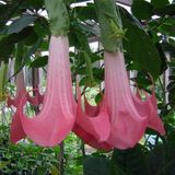 Pembe Melek Borazanı Çiçeği Fidanı 10-20 Cm