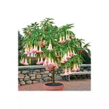 Pembe Meleklerin Borazanı Fidanı 10-20 Cm