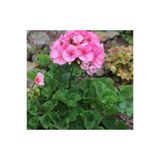 Pembe Minyatür Begonya Çiçeği Fidesi 10-20 Cm