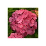 Pembe Ortanca Çiçeği Fidanı Saksılı 20Cm-40Cm