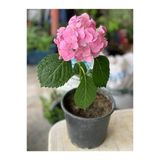 Pembe Ortanca Fidanı 10-20 Cm 3 Adet