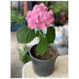 Pembe Ortanca Fidanı 10-20 Cm