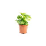 Pembe Ortanca Fidanı Beş (5) Adet 10-20 Cm