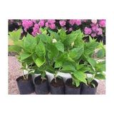 Pembe Ortanca Fidanı Fidesi 10-30 cm Hydrangea Macrophylla