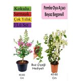 Pembe Oya Ağacı+ Beyaz Begonvil+ Buz Çiçeği Hediyeli