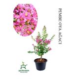 Pembe Oya Ağacı Fidanı 1 Adet Saksılı 30-60Cm Çiçekli Ağaç, GDBTS060624NA25
