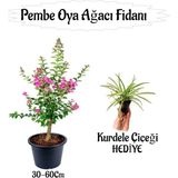 Pembe Oya Ağacı Fidanı 1 Adet Saksılı+Kurdele Çiçeği Hediyeli
