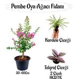 Pembe Oya Ağacı Fidanı 1 Adet Saksılı+Telgraf Çiçeği-Kurdele Çiçeği Hediyeli