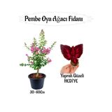 Pembe Oya Ağacı Fidanı 1 Adet Saksılı+Yaprak Güzeli Çiçeği Hediyeli, BTS01YGNA171