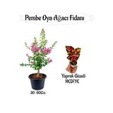 Pembe Oya Ağacı Fidanı 1 Adet Saksılı+Yaprak Güzeli Çiçeği Hediyeli, SRD04022025BYB1240