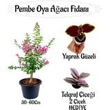 Pembe Oya Ağacı Fidanı 1 Adet Saksılı+Yaprak Güzeli-Telgraf Çiçeği Hediyeli