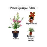 Pembe Oya Ağacı Fidanı 1 Adet Saksılı+Yaprak Güzeli-Tül Çiçeği Hediyeli, SRD04022025BYB1276