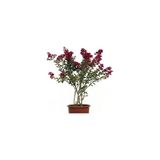Pembe Oya Ağacı Fidanı 10-20 Cm