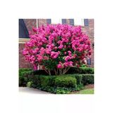 Pembe Oya Ağacı Fidanı 50-70 Cm