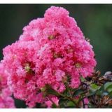 Pembe Oya Ağacı Fidanı 60 cm Saksılı