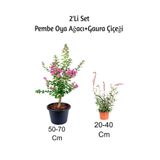 Pembe Oya Ağacı Fidanı+ Gaura Çiçeği 2'li Set Dış Mekan Bitkisi