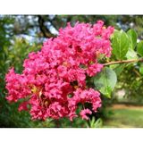 Pembe Oya Ağacı Fidanı Pembe 30 -40 Cm