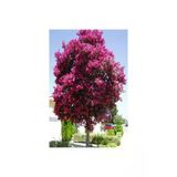 Pembe Oya Ağacı Fidanı Saksılı 30-60 Cm