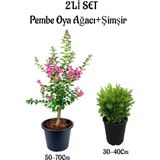 Pembe Oya Ağacı Fidanı(50-70)+Çalı ŞIMŞIRI(30-40CM) 2li Set Dış Mekan Bitkisi