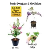 Pembe Oya Ağacı Fidanı+Mor Salkım Ağacı Fidanı Itır Çiçeği Hediyeli Bahçe Peyzaj Seti
