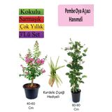 Pembe Oya Ağacı+ Hanımeli Çiçeği+ Kurdele Çiçeği Hediyeli