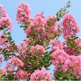 Pembe Oya Çiçeği Fidanı 80 cm