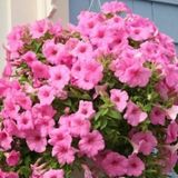 Pembe Petunya Çiçeği Tohumu 10+ Tohum N11.4297