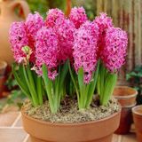 Pembe Pink Pearl Sümbül Soğanı3 Adet