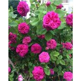 Pembe Reçellik Kokulu Gerçek Isparta Gülü Fidanı 10-20 Cm