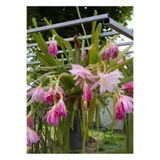 Pembe Renk Atlas Çiçeği 15-25Cm (Epiphyllum)