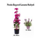 Pembe Renk Begonvil Çiçeği(40-80Cm) Mor Lavanta Fidanı Hediyeli Bahçe Bitkisi, BTS001NA0915