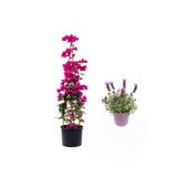 Pembe Renk Begonvil Çiçeği(40-80Cm) Mor Lavanta Fidanı Hediyeli Bahçe Bitkisi, SRD04022025BYB921