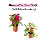 Pembe Renk Cam Güzeli 1 Adet+ Pembe Gazanya Çiçeği 1 Adet Saksılı 10-20Cm, BTS0101NA1368