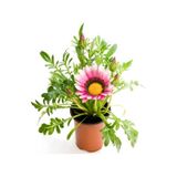 Pembe Renk Cam Güzeli 1 Adet+pembe Beyaz Gazanya Çiçeği 1 Adet Saksılı 10-20cm