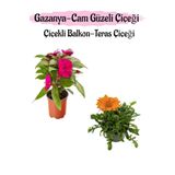 Pembe Renk Cam Güzeli 1 Adet+turuncu Renk Gazanya Çiçeği 1 Adet Saksılı 10-20cm
