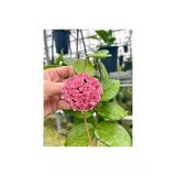 Pembe Renk Çiçek Açan Mum Çiçeği Fidanı 10-20 Cm