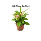 Pembe Renk Dikenler Tacı Çiçeği 1 Adet Saksılı 20-25Cm