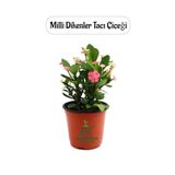 Pembe Renk Dikenler Tacı Kaktüsü 1 Adet 15-25Cm Euphorbia Milii