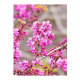 Pembe Renk Erguvan Ağacı Fidanı 1 Adet Saksılı/Tüplü 40-70Cm (Pink Cercis), GDBTS060624NA67