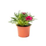 Pembe Renk Gazanya Çiçeği 1 Adet Saksılı/Tüplü(15-25Cm) Çiçekli Balon Bitkisi, SRD03022025BYB675