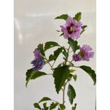 Pembe Renk Hatmi Çiçeği Ağacı 1 Adet Sakıslı/tüplü 40-60cm Dış Mekan Bahçe