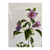 Pembe Renk Hatmi Çiçeği Ağacı 1 Adet Sakıslı/tüplü 40-70cm Dış Mekan Bahçe