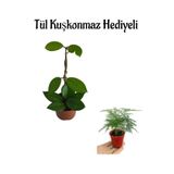 Pembe Renk Hoya Çiçeği Bitkisi Anneler Gününe Özel Tül Kuşkonmaz Hediyeli