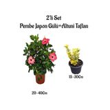 Pembe Renk Japon Gülü Çiçeği+Altuni Taflan Çit Bitkisi 2'li Set Dış Mekan Bitkileri, SRD04022025BYB844