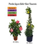Pembe Renk Japon Gülü Çiçeği+Sarı Yasemin Çiçeği Fidanı 2'li Bahçe Peyzaj Seti, BTS0001NA2010