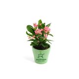 Pembe Renk Milii Dikenler Tacı Çiçeği 1 Adet Saksılı (Euphorbia Milii)