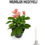 Pembe Renk Milli Dikenler Tacı(Euphorbia) Çiçeği Sevgililer Gününe Özel Mumluk Hediyeli