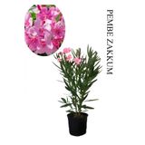 Pembe Renk Zakkum Çiçeği Fidanı 1ADET Saksılı 30-60cm Yaz Çiçeği