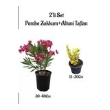 Pembe Renk Zakkum Çiçeği Fidanı+Altuni Taflan Çit Bitkisi Saksılı Bahçe Bitkileri, BTS0001NA1314